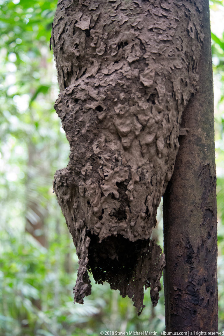 Large rough brown termite-like carton nest attached to a tree trunk, with a dark opening beneath.