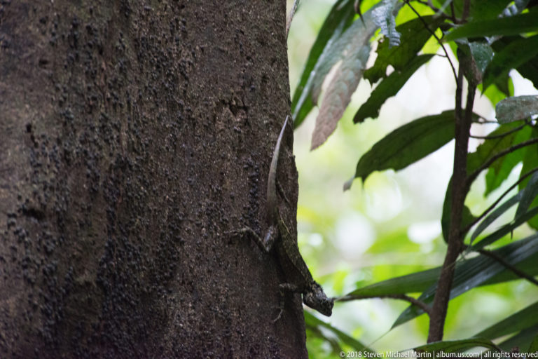 Profile of a mottled forest lizard clinging vertically to a broad tree trunk amid green foliage.