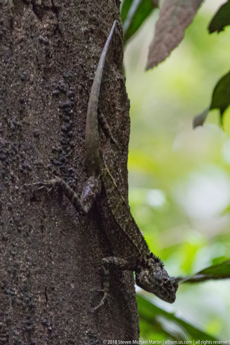 Slender mottled lizard clinging head-down to a dark tree trunk with a long tail extending upward.