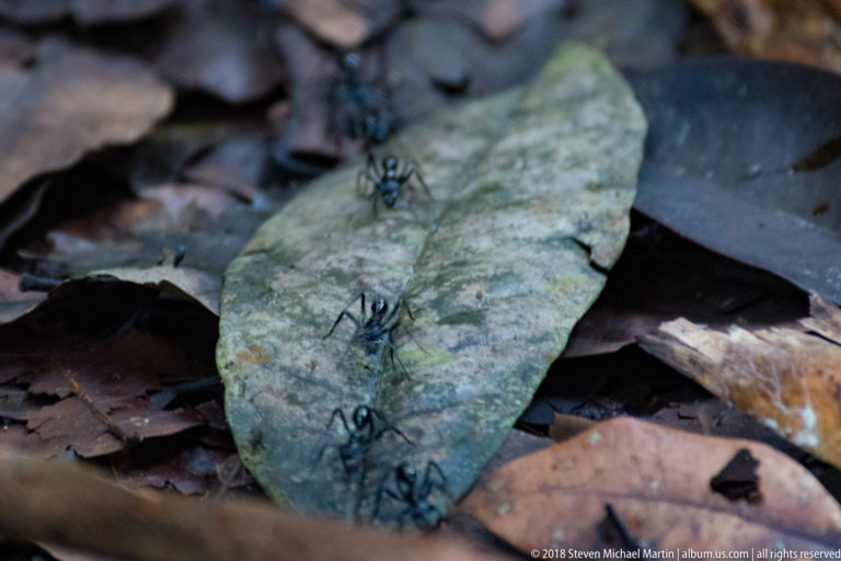 Overhead view of several large dark ants scattered across a pale fallen leaf on the forest floor.