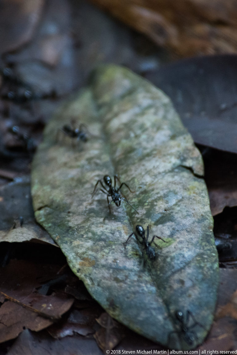 Several large dark ants walking across a pale fallen leaf among brown forest-floor litter.