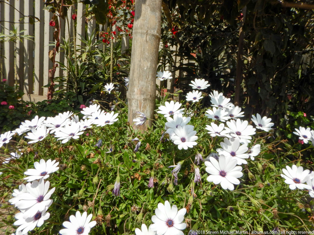 Cluster of white daisy-like flowers with dark centers and green foliage in a landscaped garden beside the archaeological site.