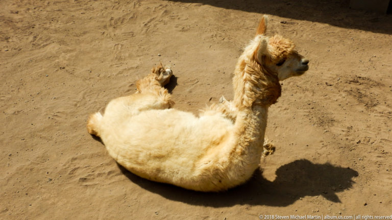 Cream-colored alpaca with woolly fleece and upright ears resting on sandy ground in bright sunlight at Huaca Pucllana.