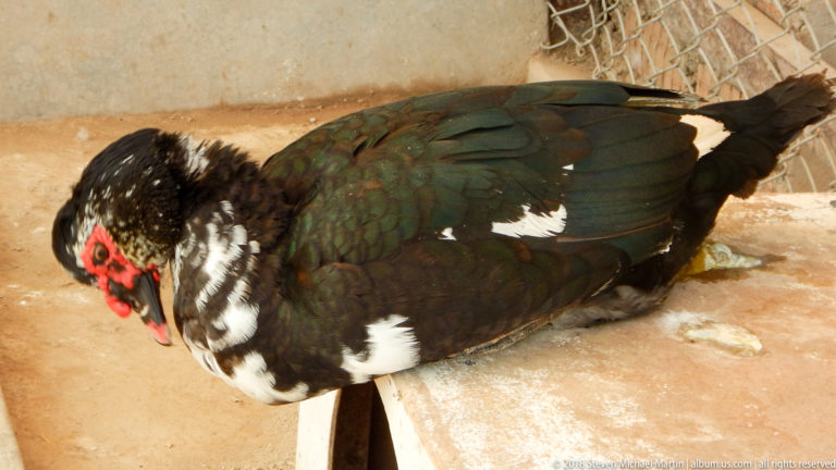 Dark Muscovy duck with iridescent green-black feathers, white patches, and red facial caruncles resting in a shaded enclosure.