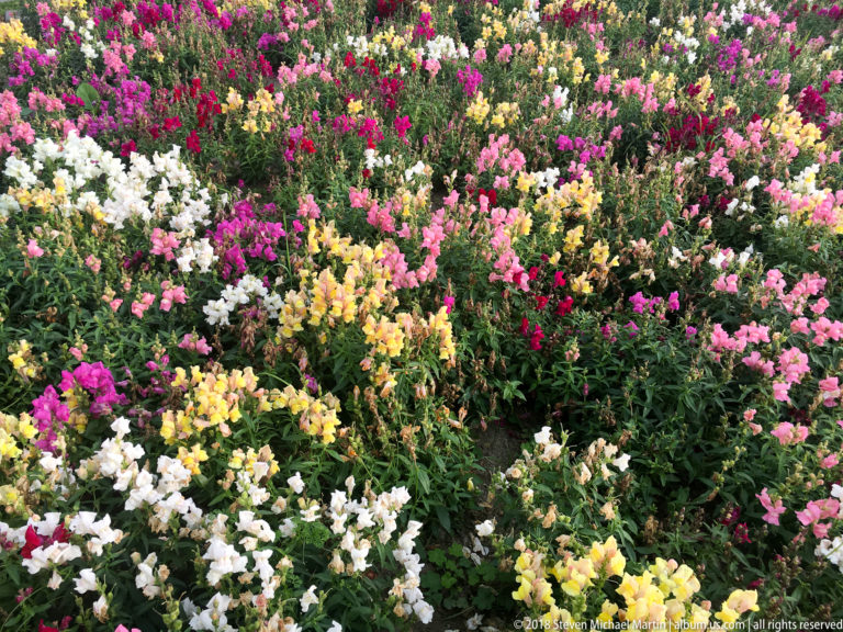 Dense bed of white, yellow, pink, magenta, and red flowering spikes surrounded by green foliage in Miraflores.