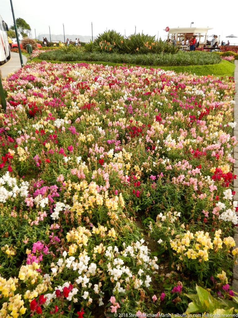 Large Miraflores flower garden filled with dense white, pink, red, and lavender blooms, bordered by lawn and trees.