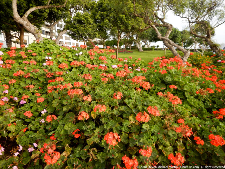 Dense bed of red, pink, and white flowers beneath mature trees in a landscaped Miraflores park.