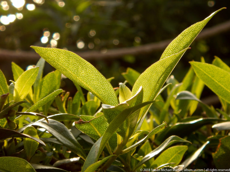 Close view of narrow green leaves with pale speckling and bright sunlight against softly blurred foliage.