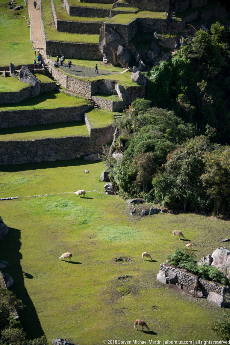 Several llamas graze on a green lawn bordered by low stone terraces and boulders at Machu Picchu.