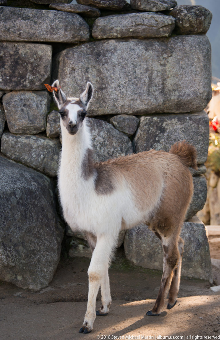 Young llama walking beside a wall of large fitted stone blocks at Machu Picchu.
