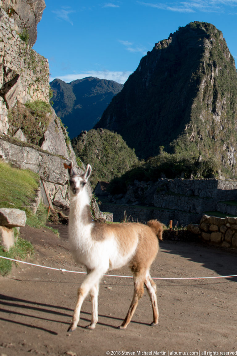 Young llama moving quickly across an open path with stone walls and mountain scenery at Machu Picchu.