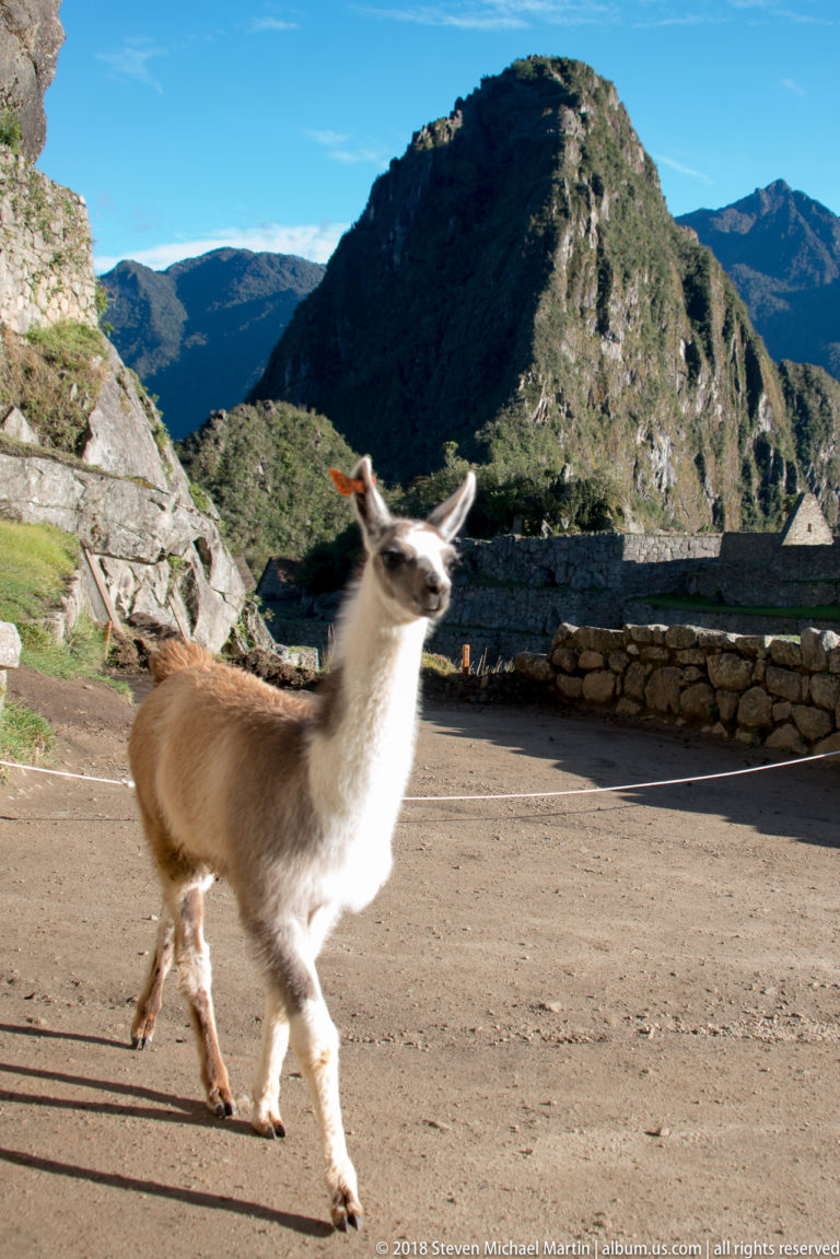 Young llama trotting across a path at Machu Picchu with stone walls and a rounded mountain behind.