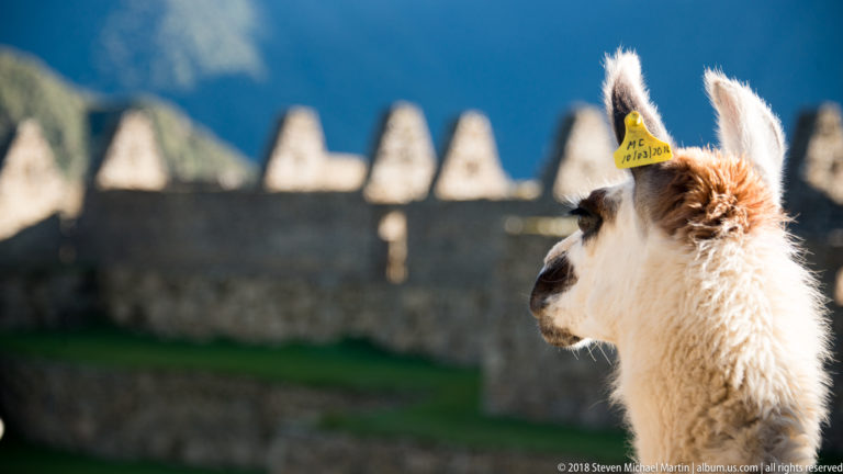 Young llama in side profile with yellow ear tag before blurred roofless stone gables.