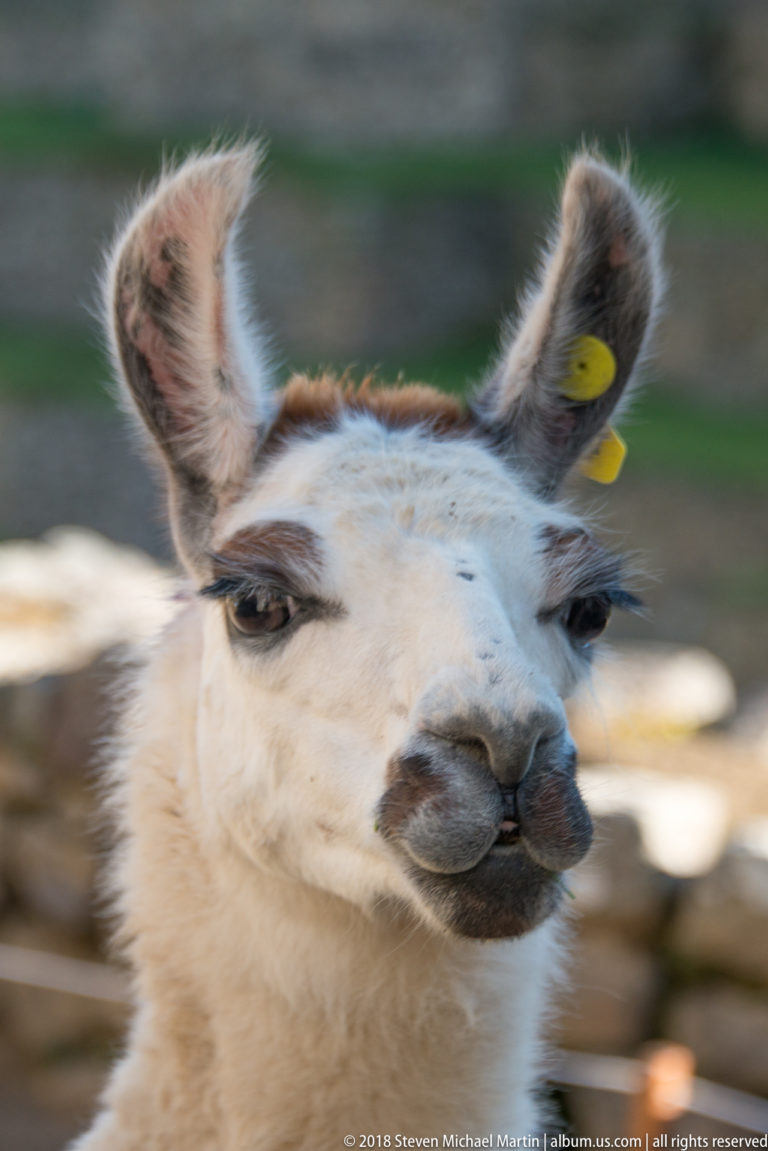Close frontal llama portrait with upright ears and a yellow identification tag.