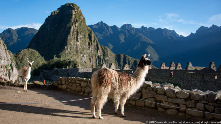 Standing llama on a path with stone walls and Huayna Picchu behind at Machu Picchu.