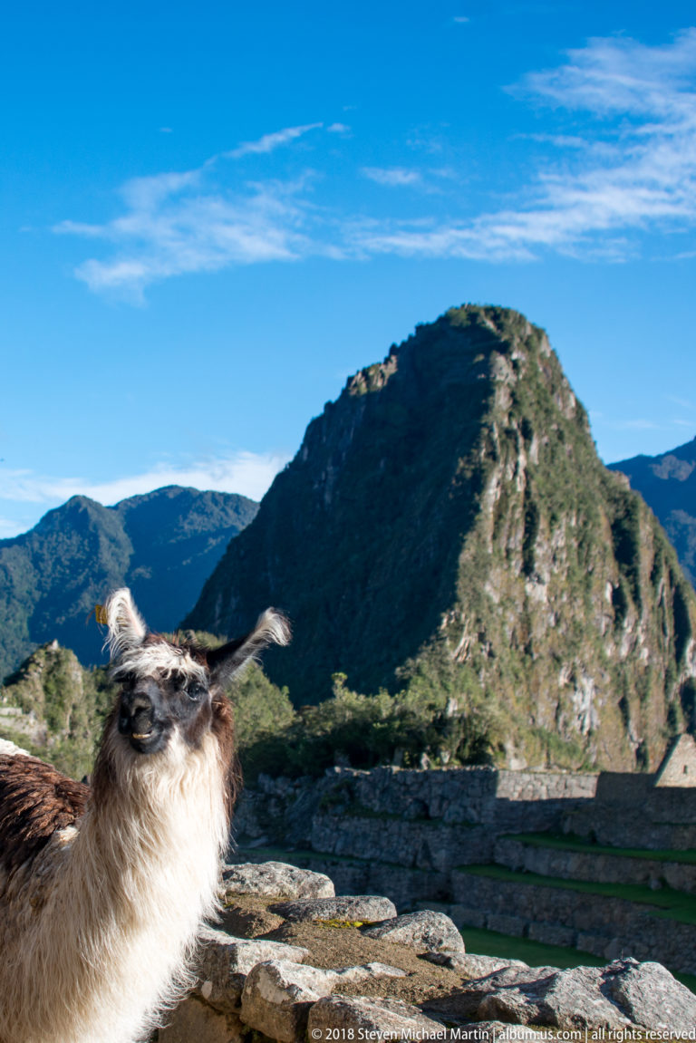 Close llama profile with long ears and woolly coat against a rounded mountain at Machu Picchu.
