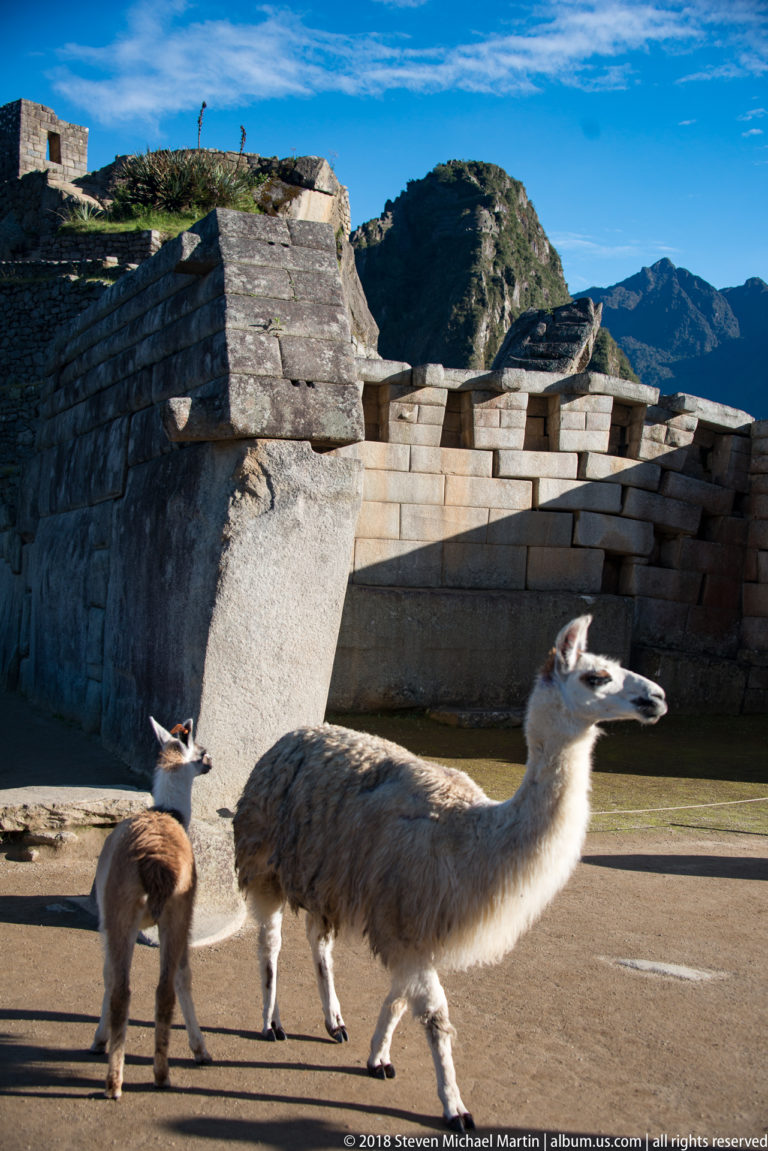 Adult llama and young camelid walking before finely fitted stone walls at Machu Picchu.