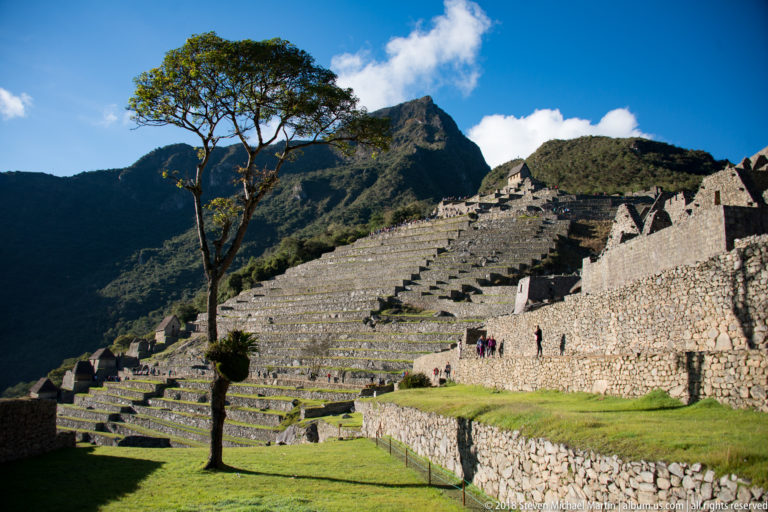 Tree beside sunlit terraces and large stone walls at Machu Picchu, with visitors visible on the slope.