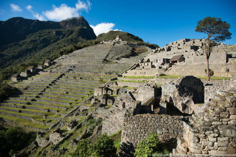 Long green terraces rise toward dense stone buildings and a lone tree at Machu Picchu.