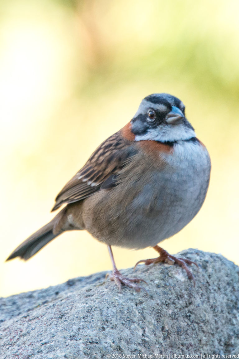 Side profile of a rufous-collared sparrow with striped head and chestnut neck patch standing on a stone.