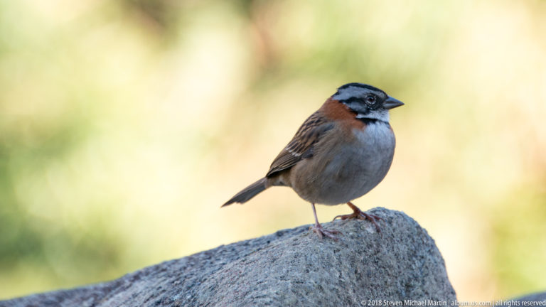 Rufous-collared sparrow with gray breast and striped head perched upright on a rounded stone.