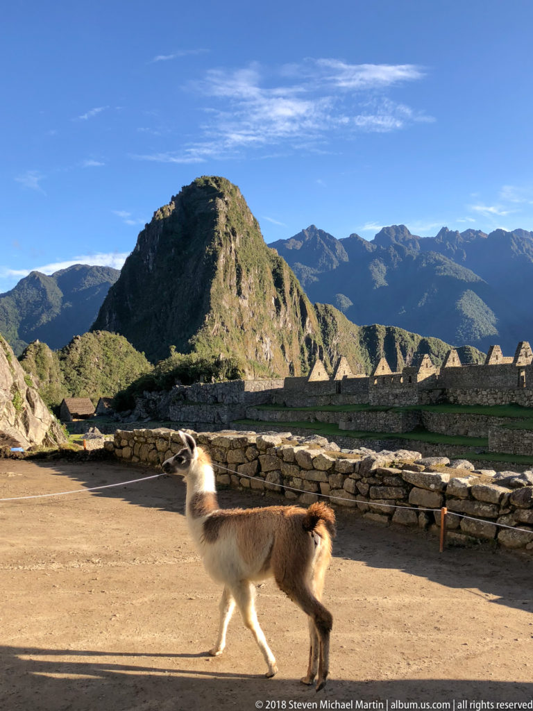 Single llama walking across a sunlit open area with low stone walls and a rounded mountain ridge behind.