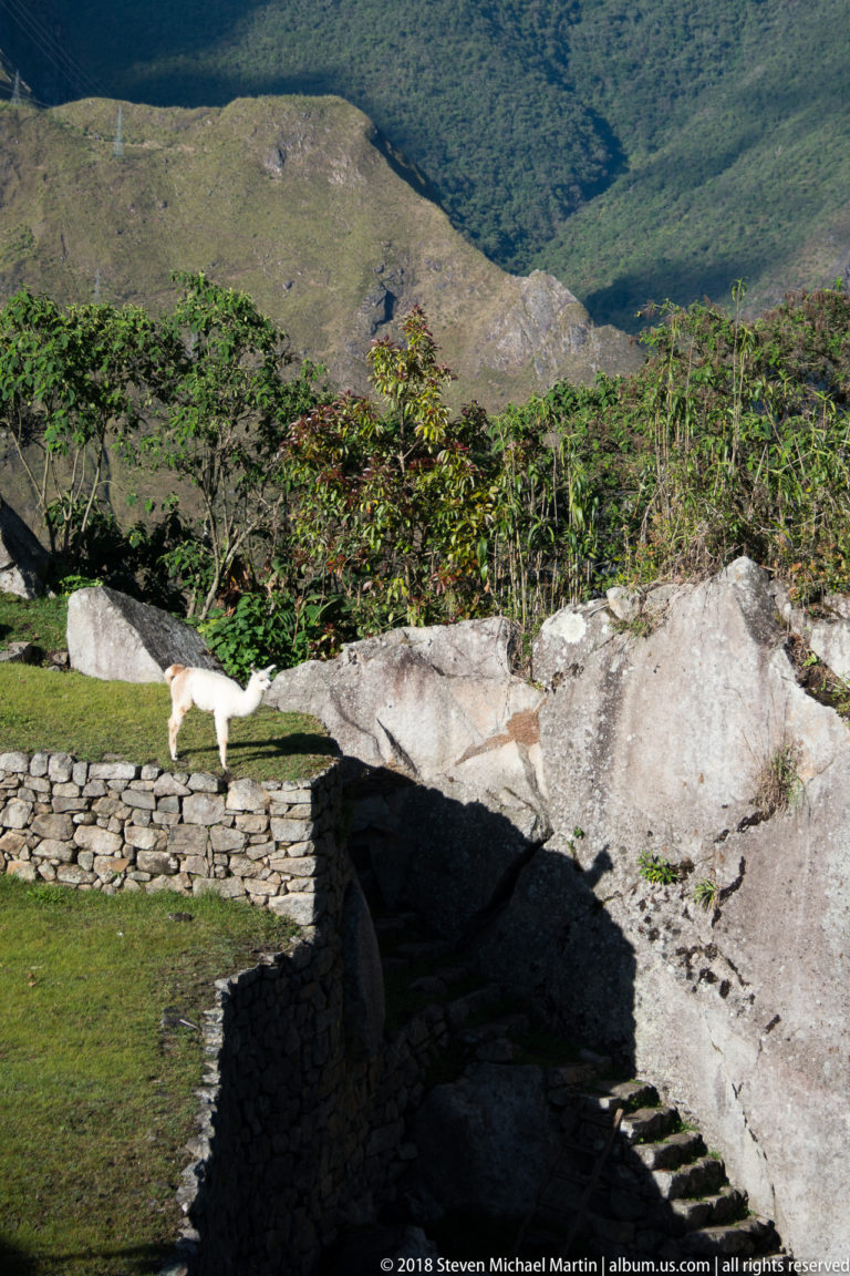 White llama walking along a grassy stone terrace beside large boulders at Machu Picchu.