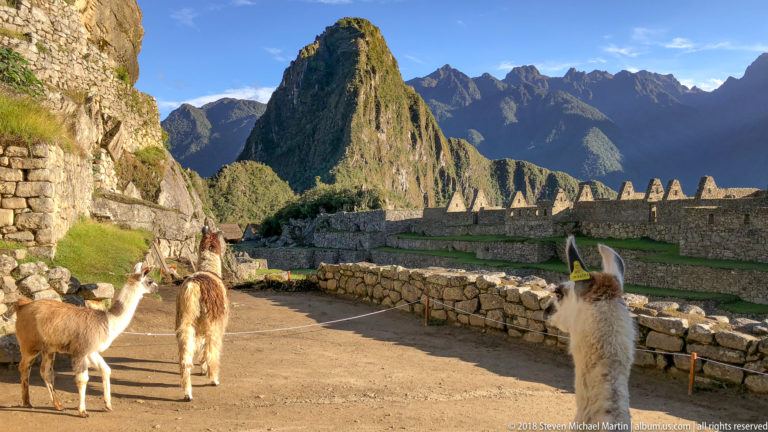 Several llamas on a Machu Picchu path with stone walls, gables, terraces, and Huayna Picchu behind.