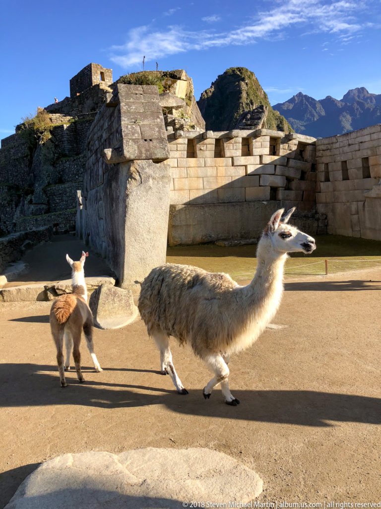 Adult llama and young camelid crossing a sunlit open area before finely dressed stone masonry at Machu Picchu.