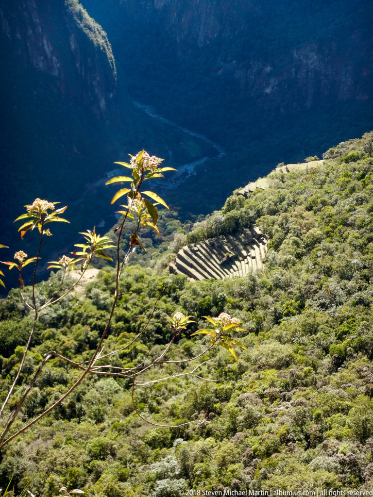Small rectangular stone terraces on a forested slope far below Huayna Picchu, partly framed by foreground plants.
