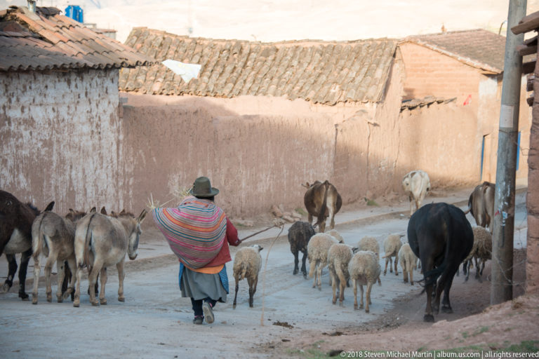 Woman seen from behind walking with sheep, donkeys, and cattle along a village street bordered by earthen walls.
