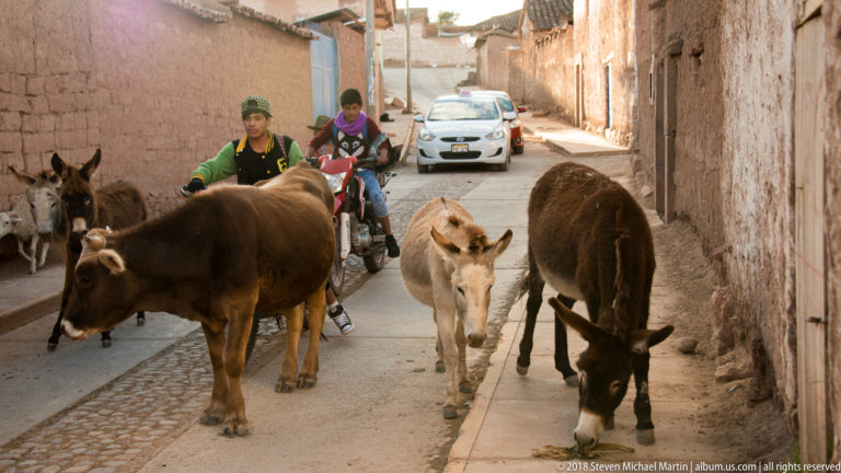 Cattle and donkeys standing in a narrow earthen-walled street as motorcyclists and a car approach from behind.