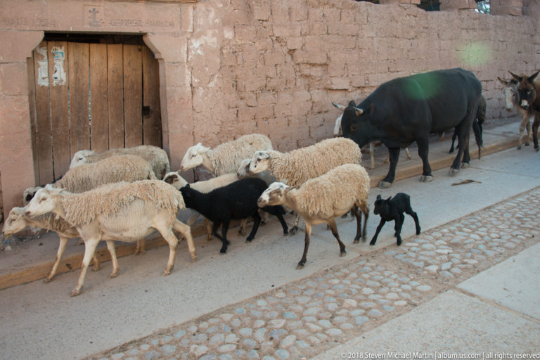 Sheep crossing a village street beside a large black bovine and small black dog, with earthen walls behind.