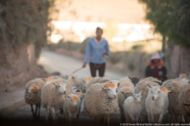 Flock of sheep walking toward the camera on a dirt lane, with a woman herder behind them.