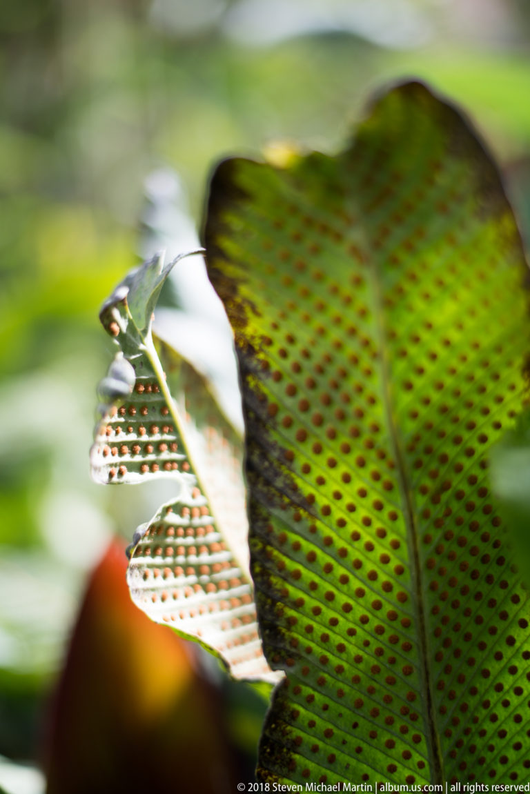 Underside of a green fern frond showing regular rows of brown sori, with a sunlit torn frond beside it.