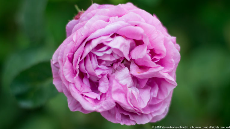 Fully opened pink rose with densely layered petals against a soft green background.