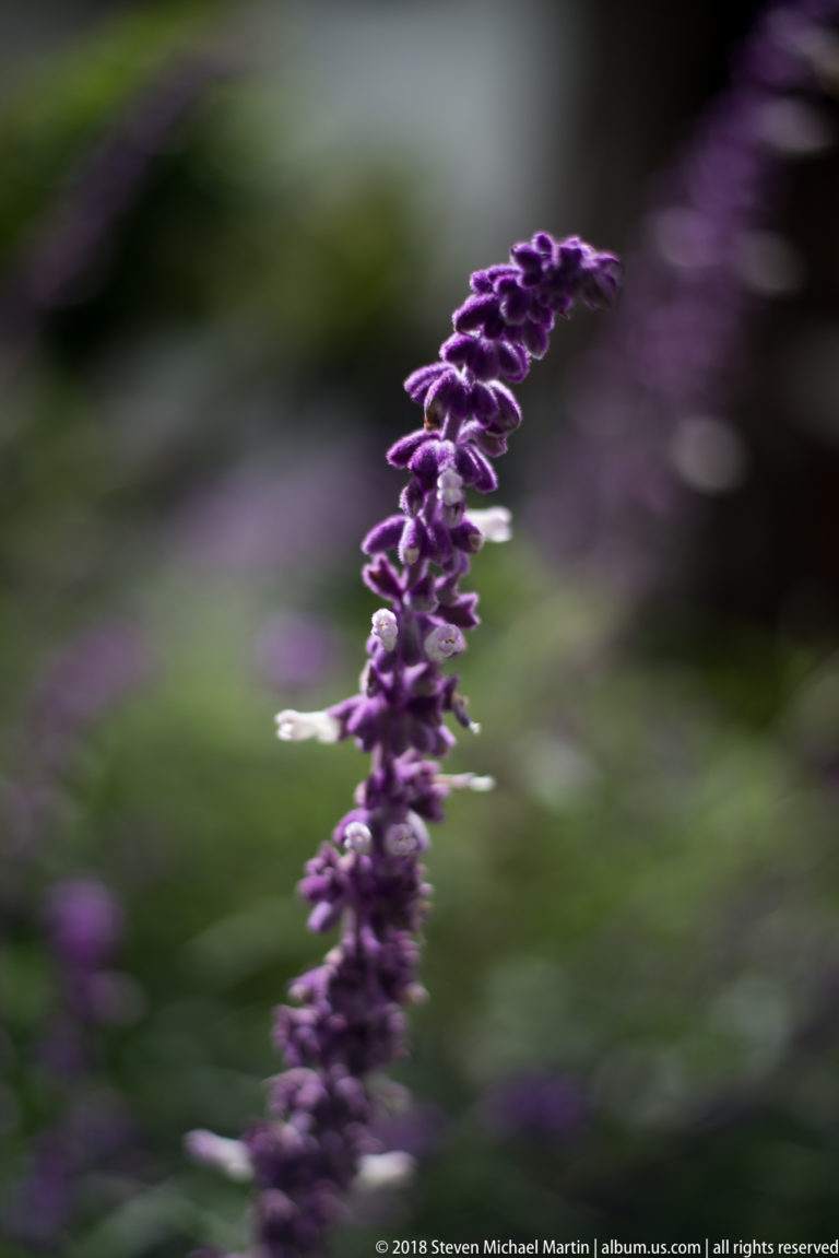 Slender purple flowering spike curving across a blurred green and violet garden background.
