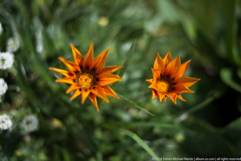 Two orange star-shaped daisy-like flowers against a dark green garden background.