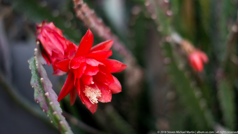 Bright red cactus flower with pointed petals and pale stamens emerging from a green segmented stem.