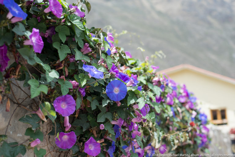 Purple and magenta morning glory flowers and green leaves cascading over a wall with mountains blurred behind.