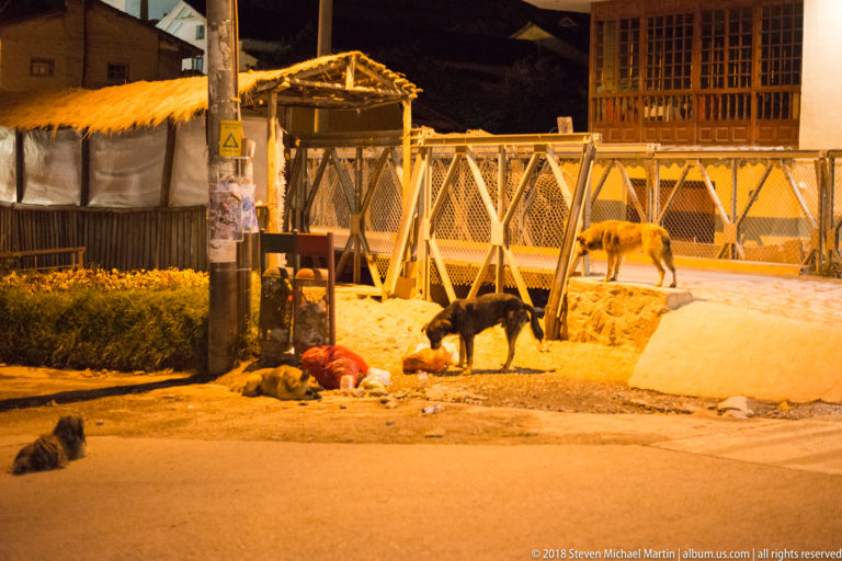 Several dogs foraging beside a fenced roadside area at night under amber streetlights.