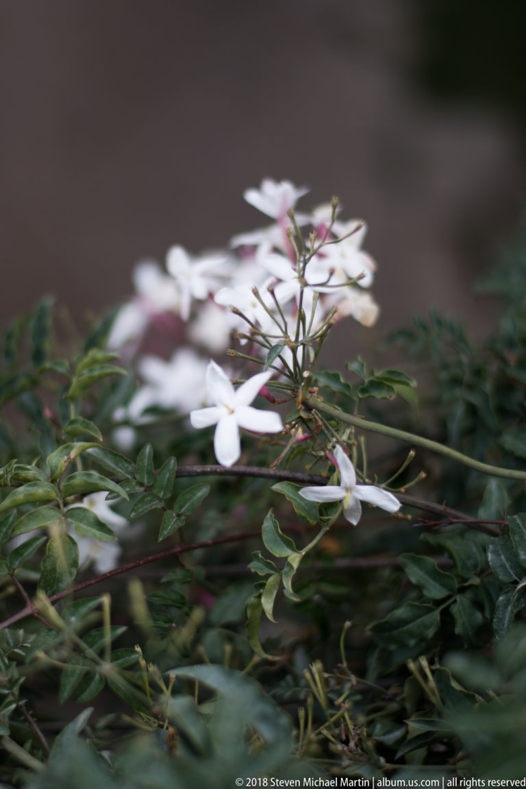 Small white star-shaped flowers on thin stems among dark green leaves, with background softly blurred.