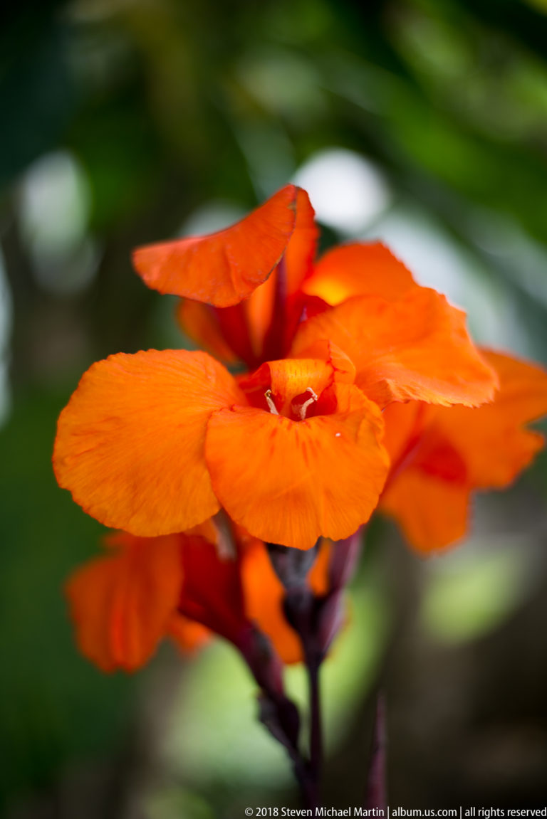 Frontal close-up of a bright orange canna-like flower on a dark reddish stem.