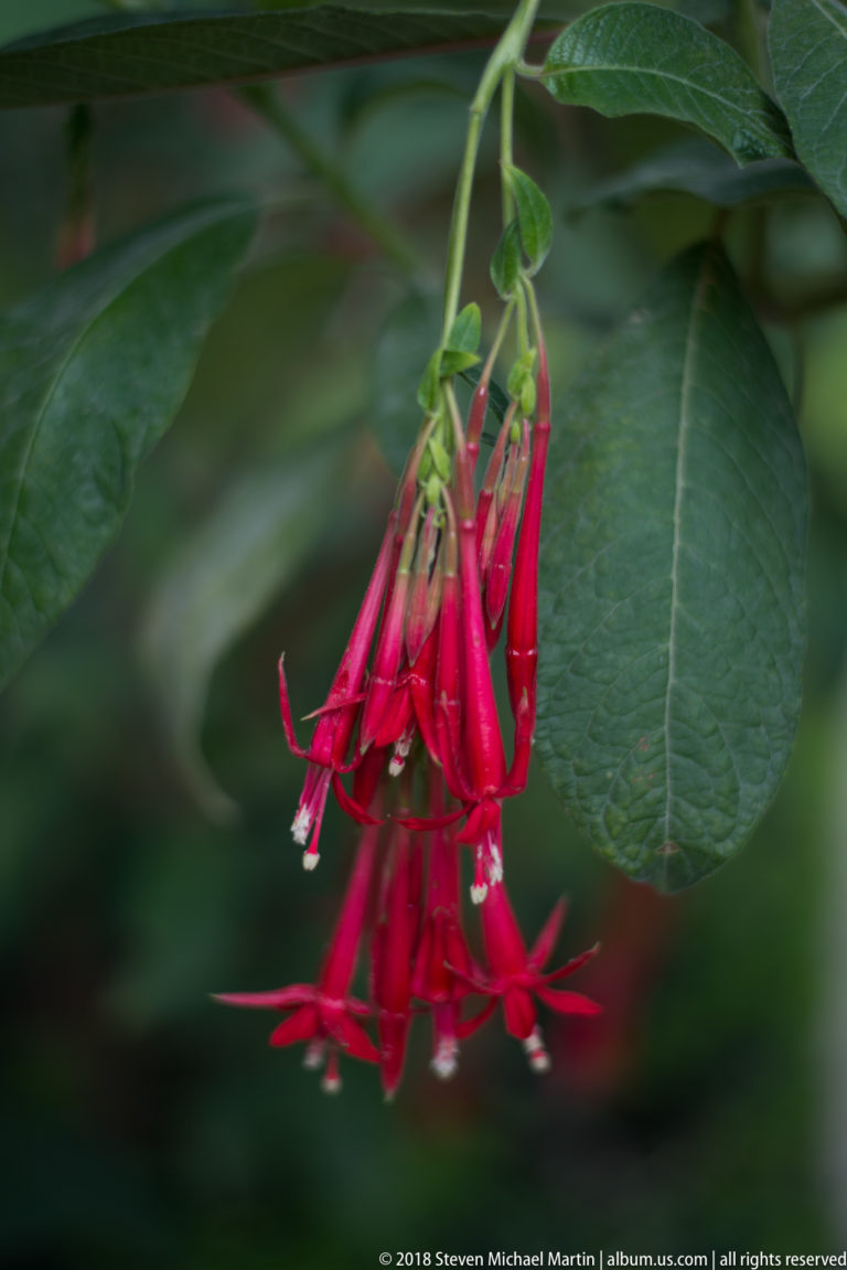 Cluster of narrow red fuchsia flowers hanging beneath broad green leaves against a dark background.