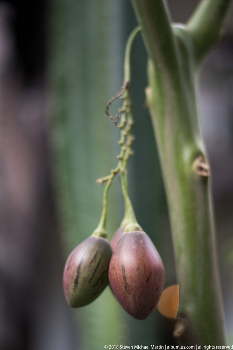 Two oval purple-brown fruits hanging by stems from a curling vine beside a thick green stalk.