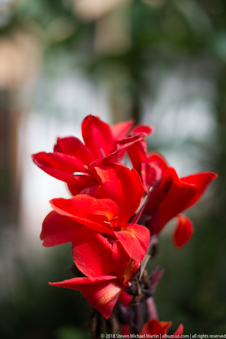 Cluster of vivid red canna-like flowers with overlapping petals against a blurred green background.