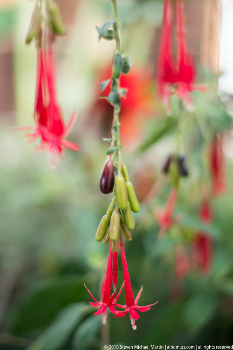 Red hanging fuchsia flowers with green and dark ripening fruits on a leafy stem.