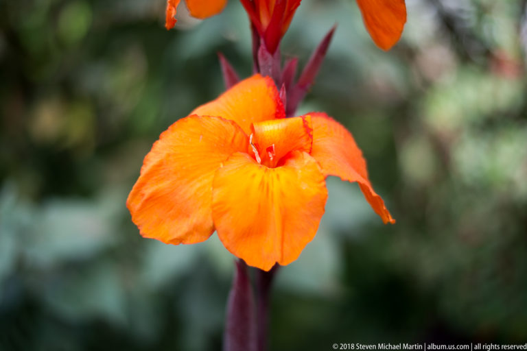 Close-up of a vivid orange canna-like flower with broad petals and dark reddish stem.