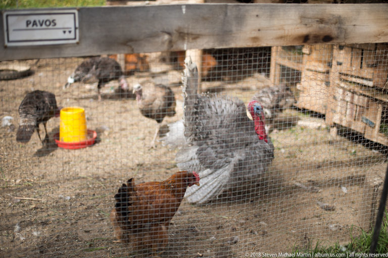 Turkey and chickens inside a wire-mesh poultry pen with a yellow feeder and wooden shelter.