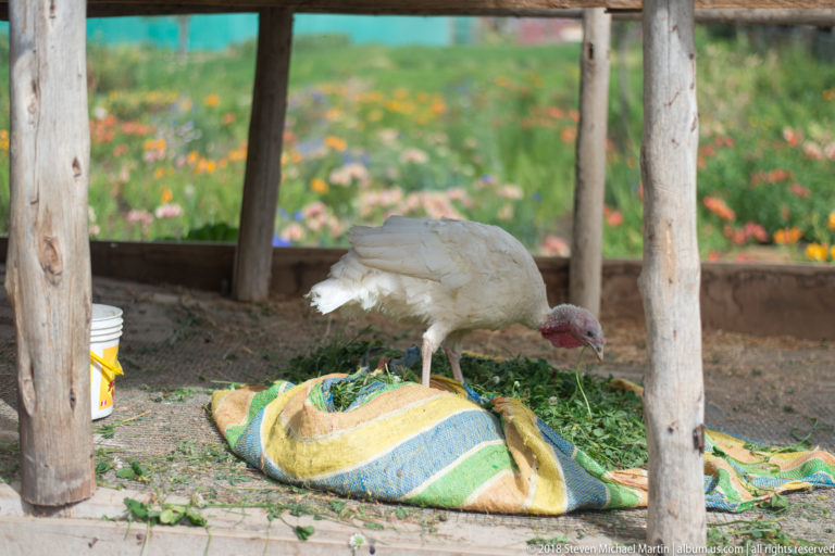 White domestic turkey pecking beside a striped sack and cut greens beneath a rough wooden shelter.